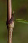 Swamp smartweed